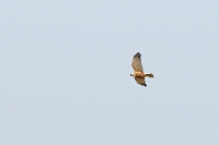 32308 Circus aeruginosus (Falco di palude, maschio adulto)
